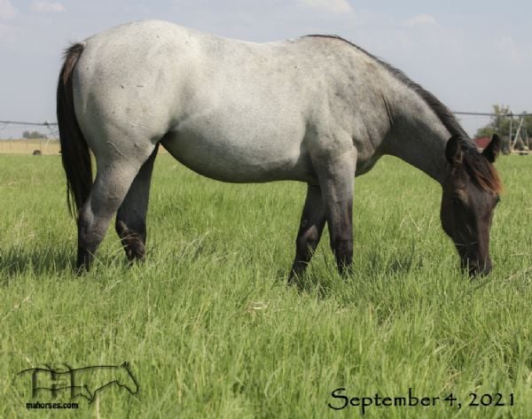 Saltys Bunny's 2020 Roan filly